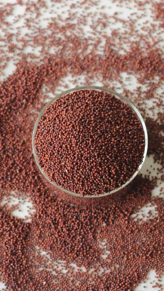 Sustainable Millets for Cattle Nutrition