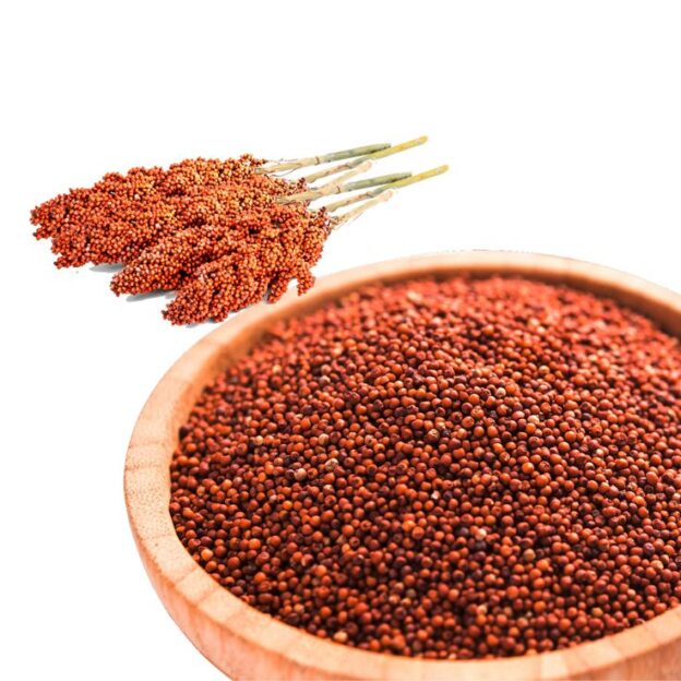 High-fiber grains for livestock