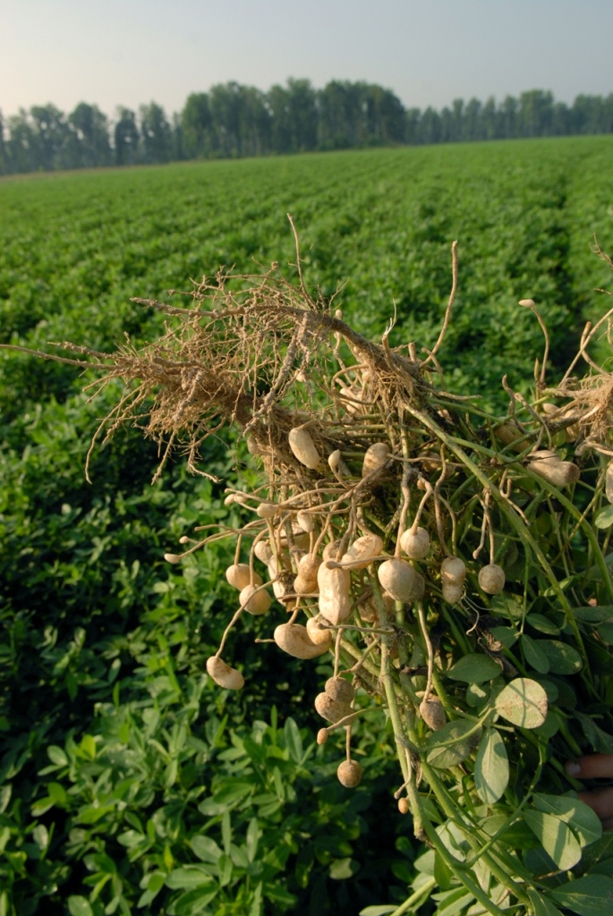 Conclusion: Leverage India’s Harvest Calendar to Your Advantage