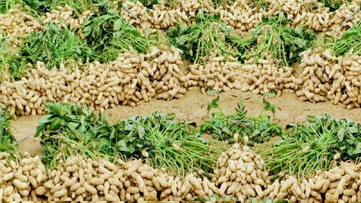 APEDA Peanut Export Procedures