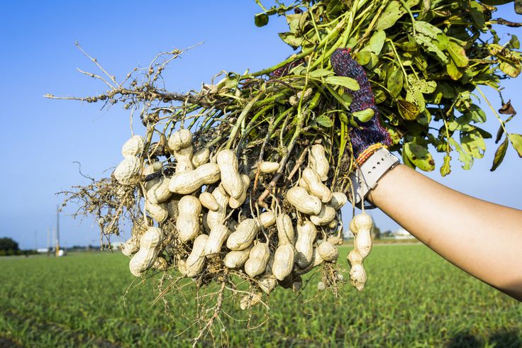 Kharif Season (Monsoon Crop)